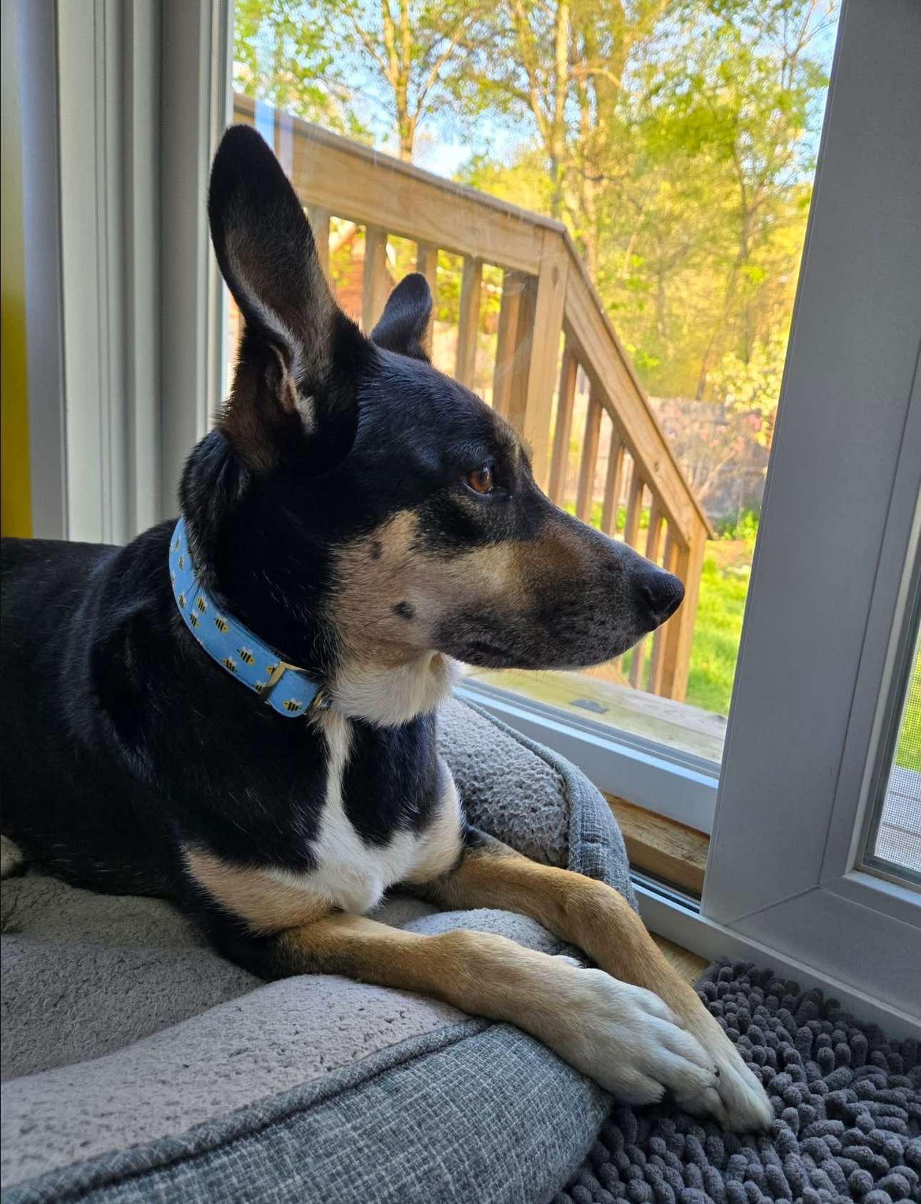 Dog with a blue bumble bee collar gazing out the window