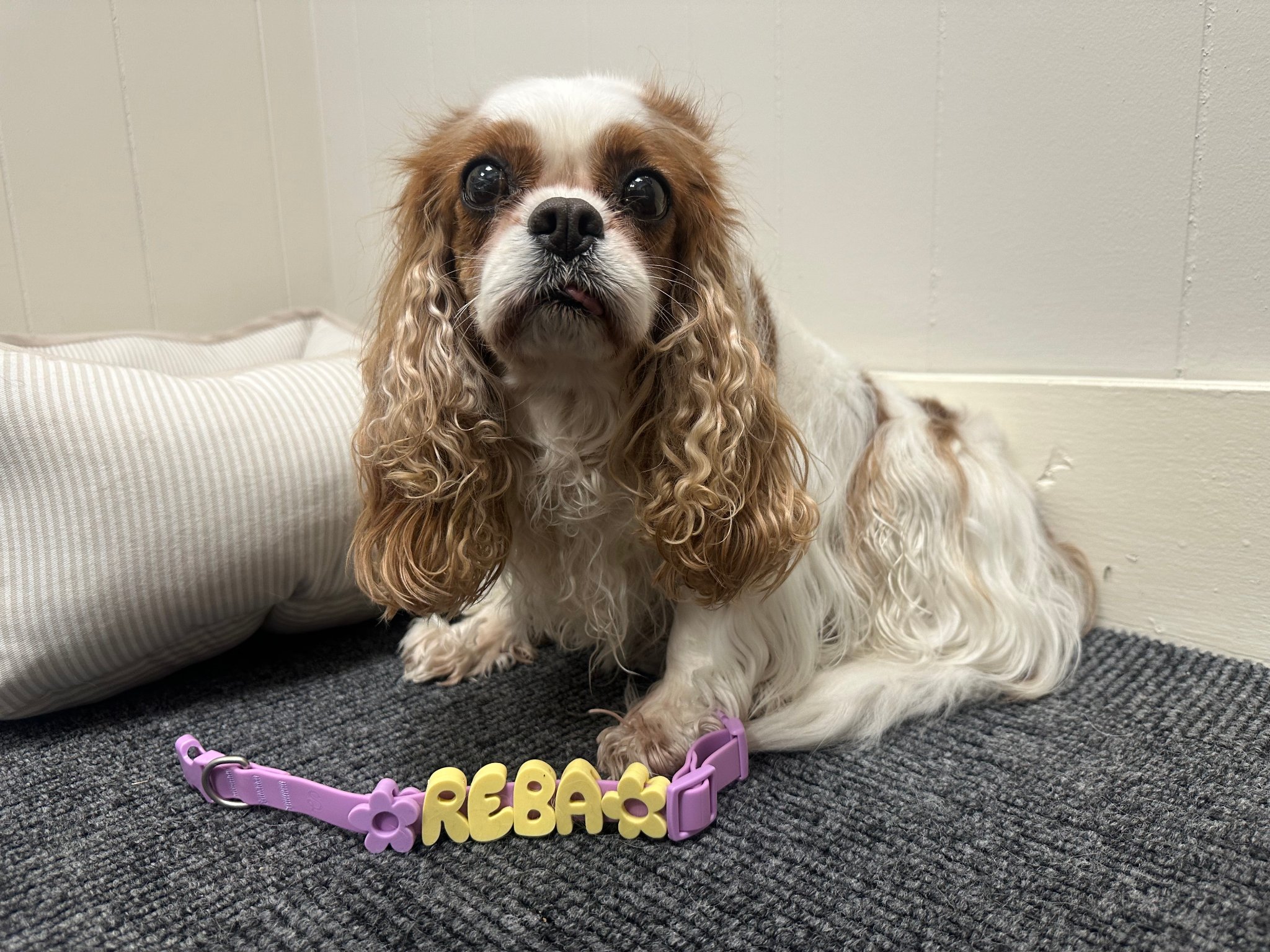 Springlan Collar Tail Wagging Customers — WDW Barkery & Boutique